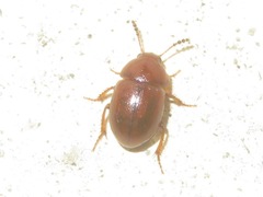 Leiodes cinnamomea