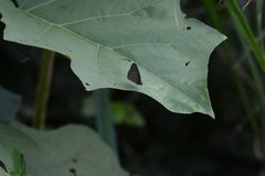 Hermeuptychia canthe