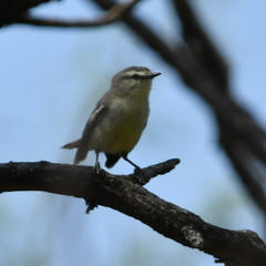 Stigmatura budytoides