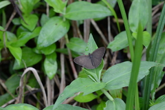 Hermeuptychia canthe