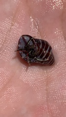 Paguroidea