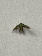 Xylophanes chiron