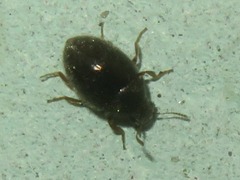 Pelochares versicolor