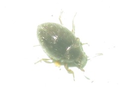 Pelochares versicolor