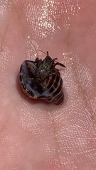 Paguroidea