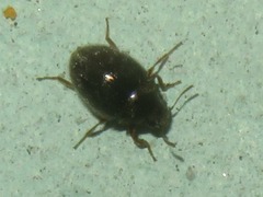 Pelochares versicolor