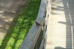 Emberiza rustica rustica