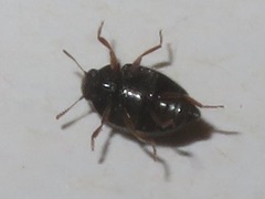 Pelochares versicolor