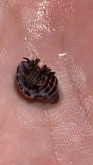 Paguroidea