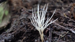 Pterulaceae