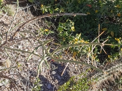 Cylindropuntia leptocaulis