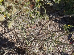Cylindropuntia leptocaulis