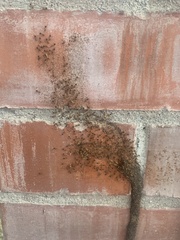 Nasutitermes corniger