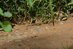 Ameiva atrigularis