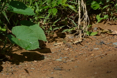 Ameiva atrigularis