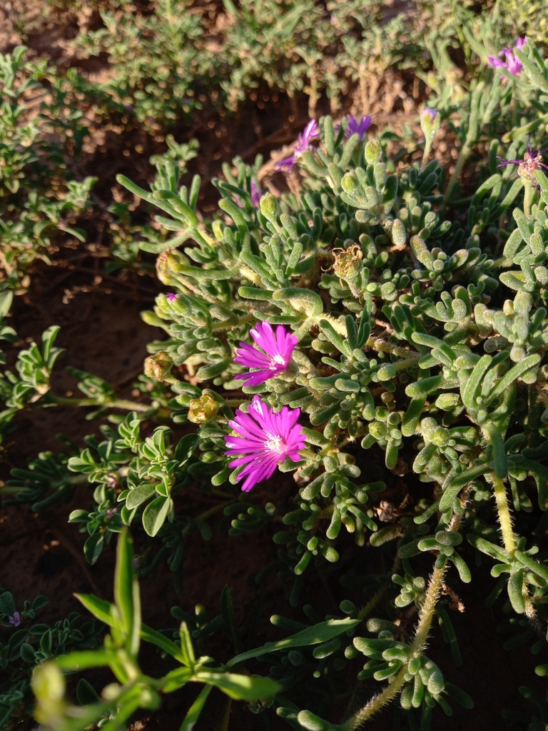 Drosanthemum hispidum 2
