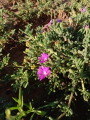 Drosanthemum hispidum, photograph (c) Christiaan Viljoen, some rights reserved (CC BY)