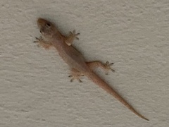 Hemidactylus mabouia