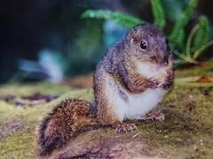 Sundasciurus everetti