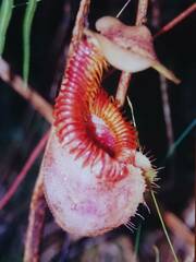 Nepenthes villosa