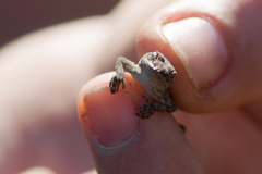 Mediodactylus orientalis