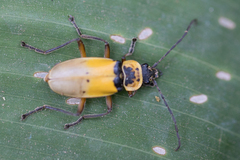 Chauliognathus flavipes