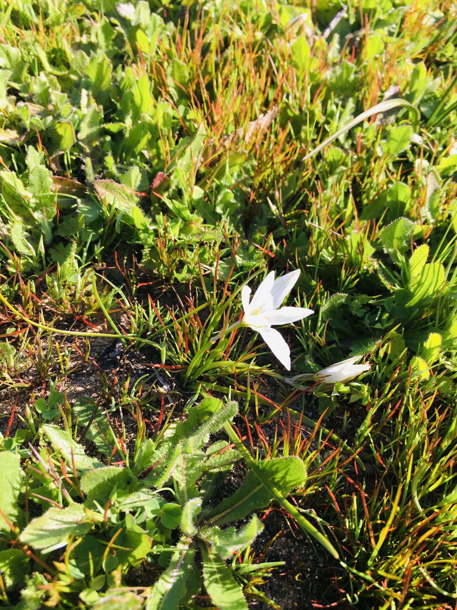 Tristagma berteroi