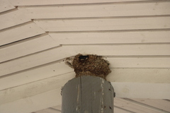 Hirundo rustica rustica