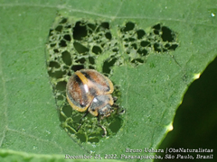 Epilachna clandestina
