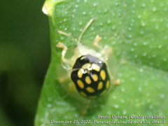 Plagiometriona stillata