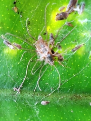 Hirsutella guignardii