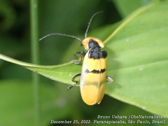 Chauliognathus missionum