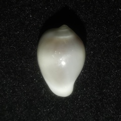 Hespererato scabriuscula