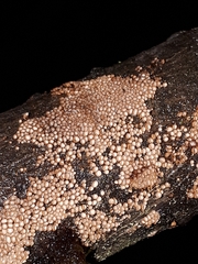 Merismodes