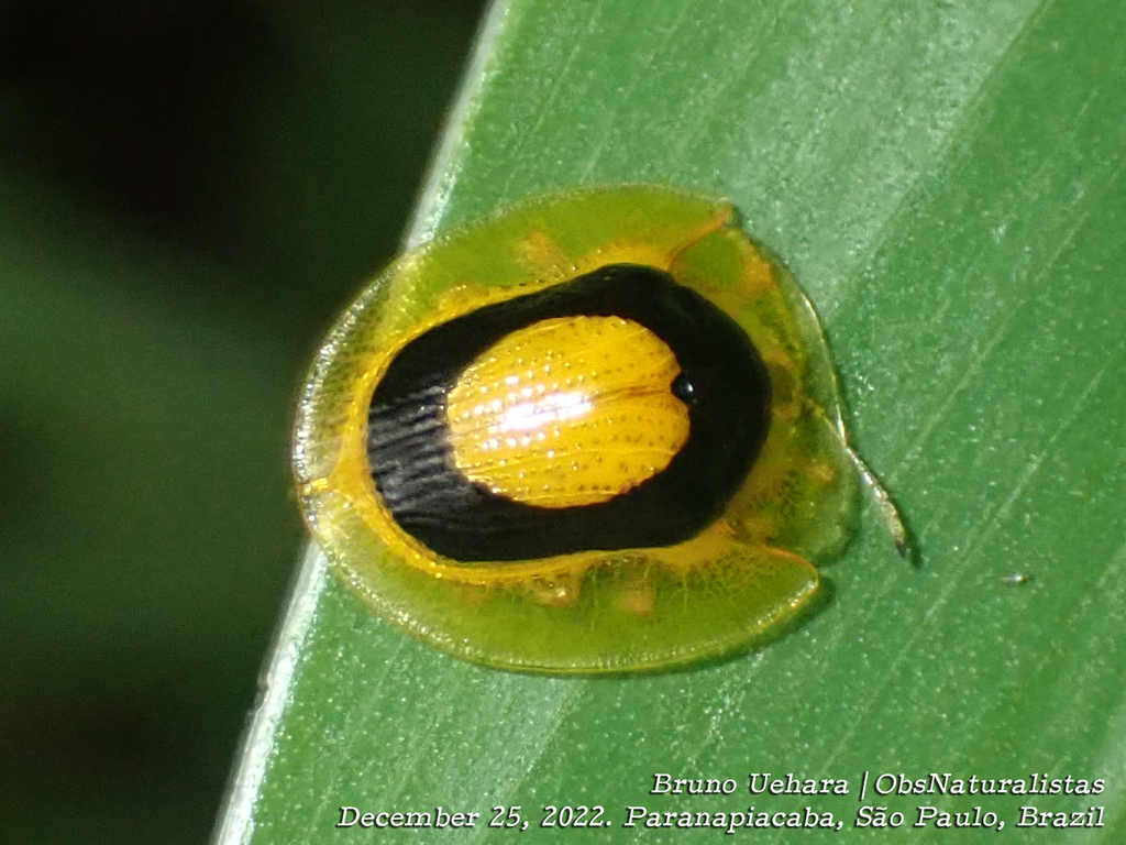 Plagiometriona praecincta