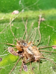 Hirsutella guignardii