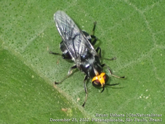 Cyphomyia