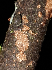 Merismodes