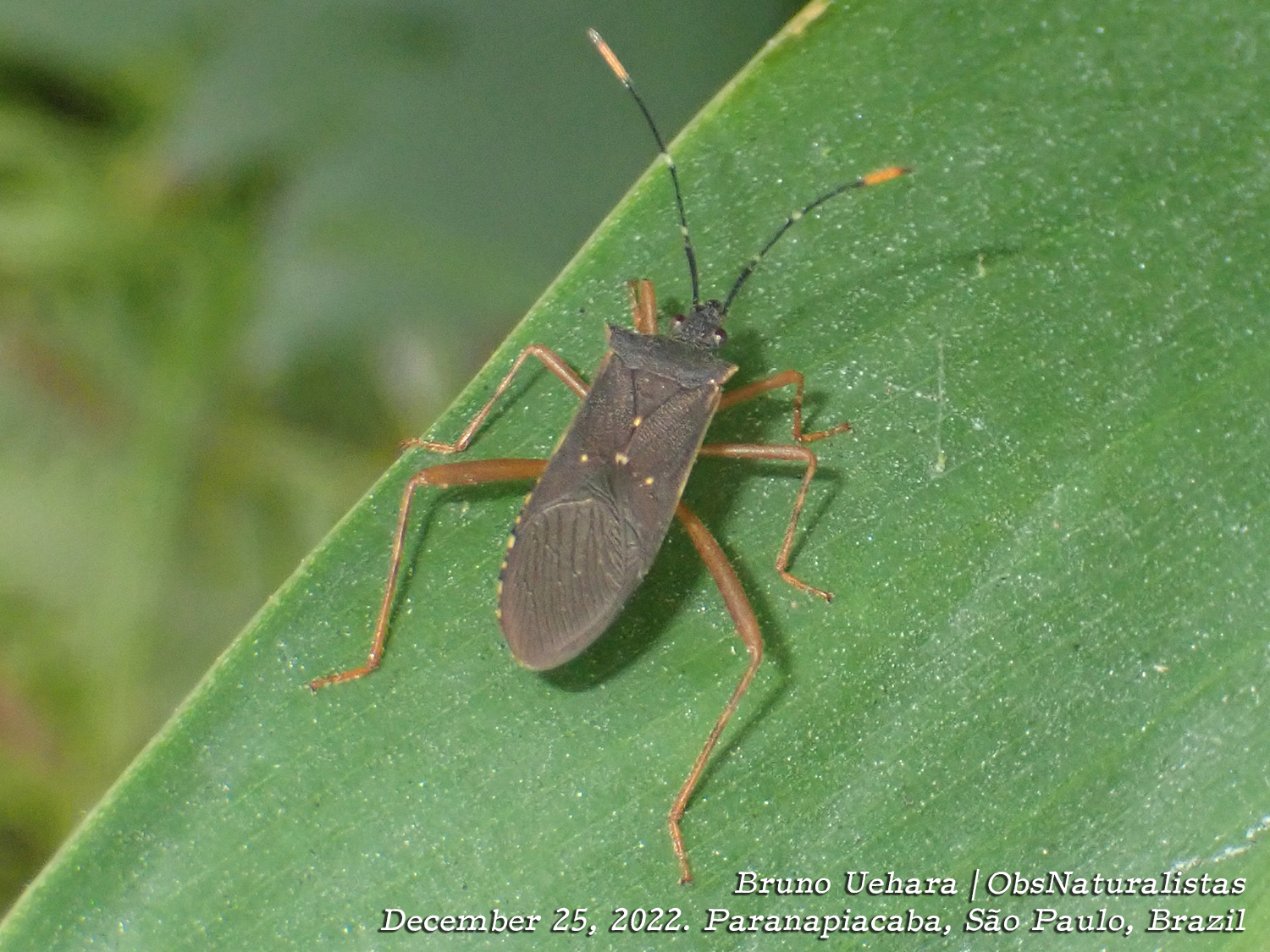 Leptoscelis elongator (Fabricius, 1803)