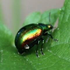Chrysolina fastuosa