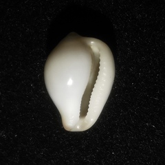 Hespererato scabriuscula