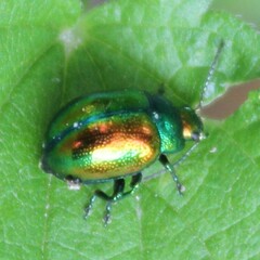 Chrysolina fastuosa