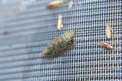 Errastunus ocellaris