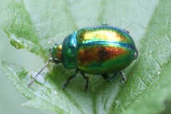 Chrysolina fastuosa