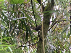 Pheugopedius sclateri