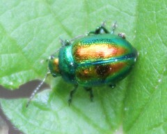 Chrysolina fastuosa