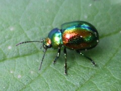 Chrysolina fastuosa