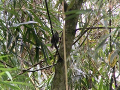 Pheugopedius sclateri