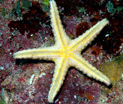 Neoferdina cumingi