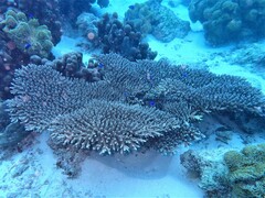 Acropora tenuis